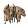 CAPY