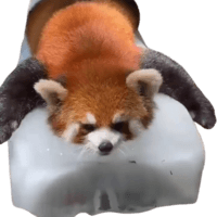 Panda Did It All