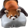 Panda Did It All