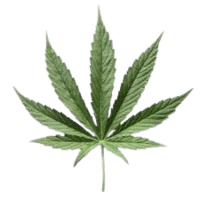 Leafy's Leaves