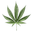 LL