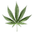 Leafy's Leaves