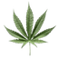 LL