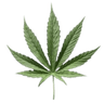 Leafy's Leaves