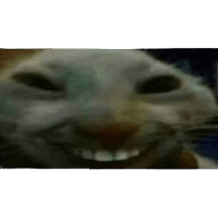 rats