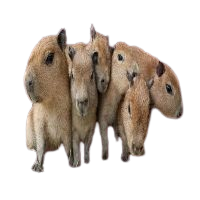 Capybaras