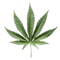 LL